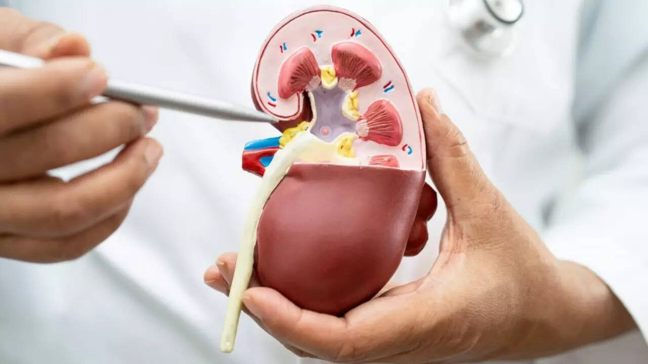 Kidney (5)