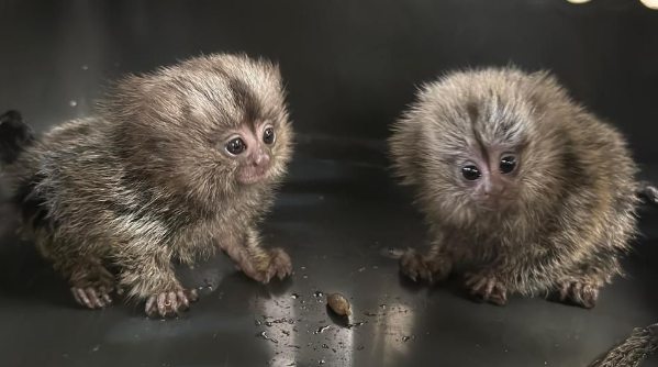 Marmoset monkeys(Photo : Mumbai Customs 3 @X)