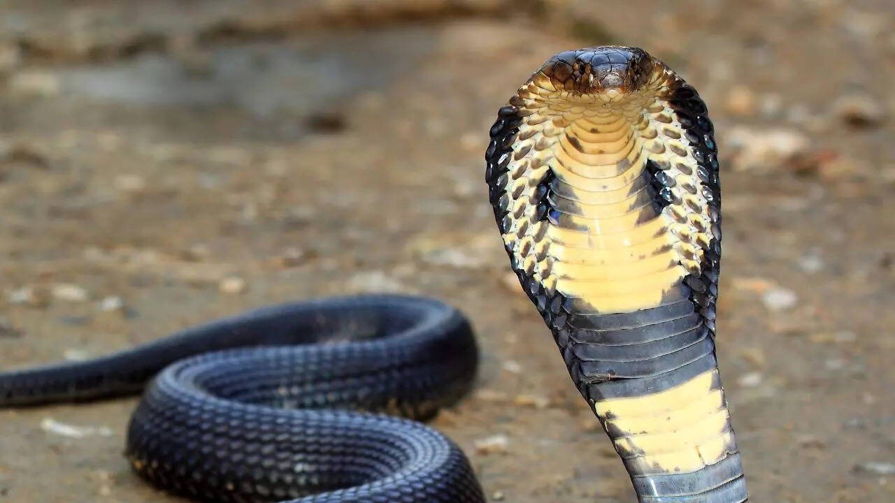 general King cobra