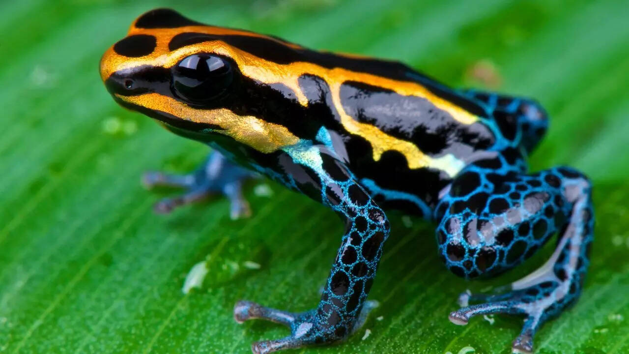 Poison dart frog