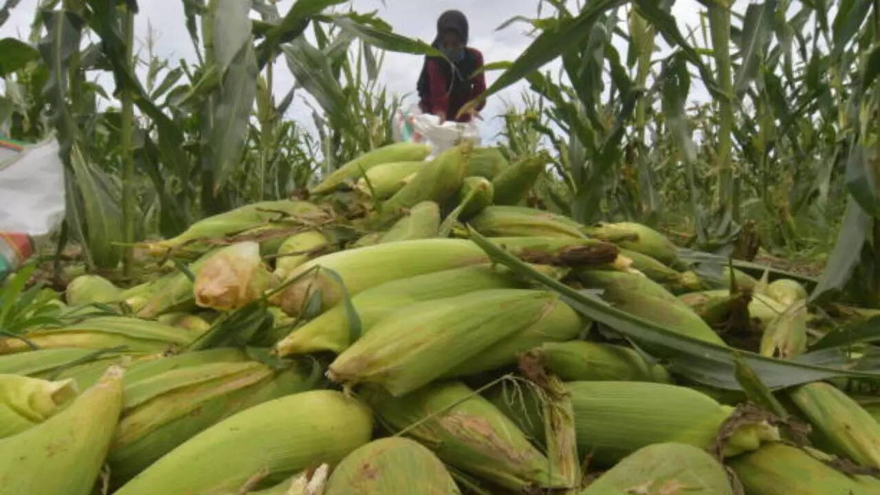 Adam Kovalčík's innovative method