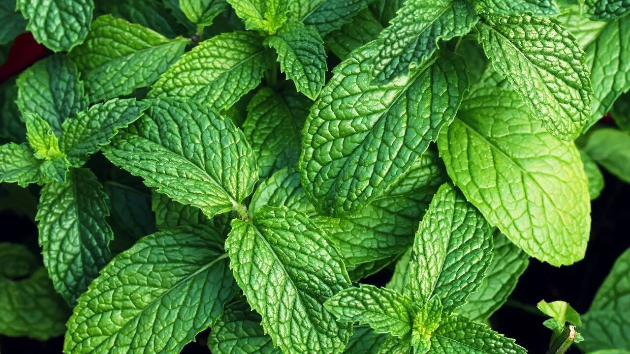 Mint
