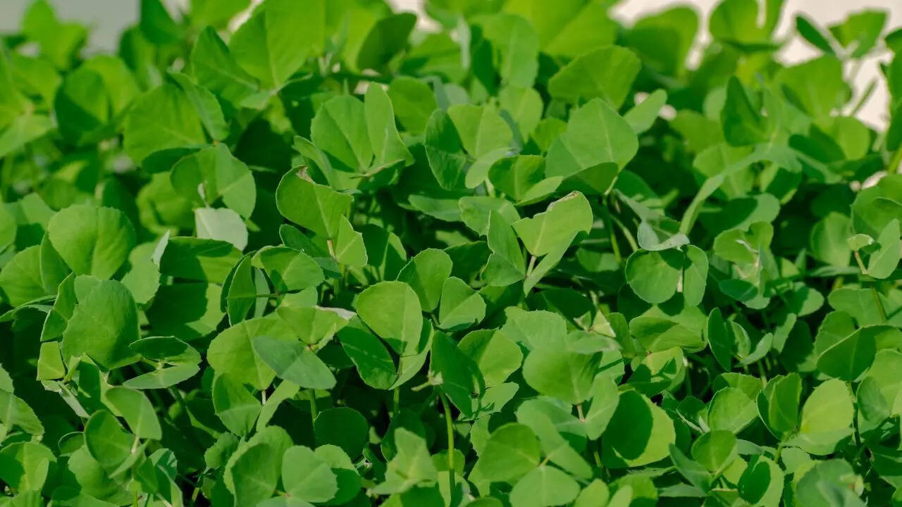 Fenugreek