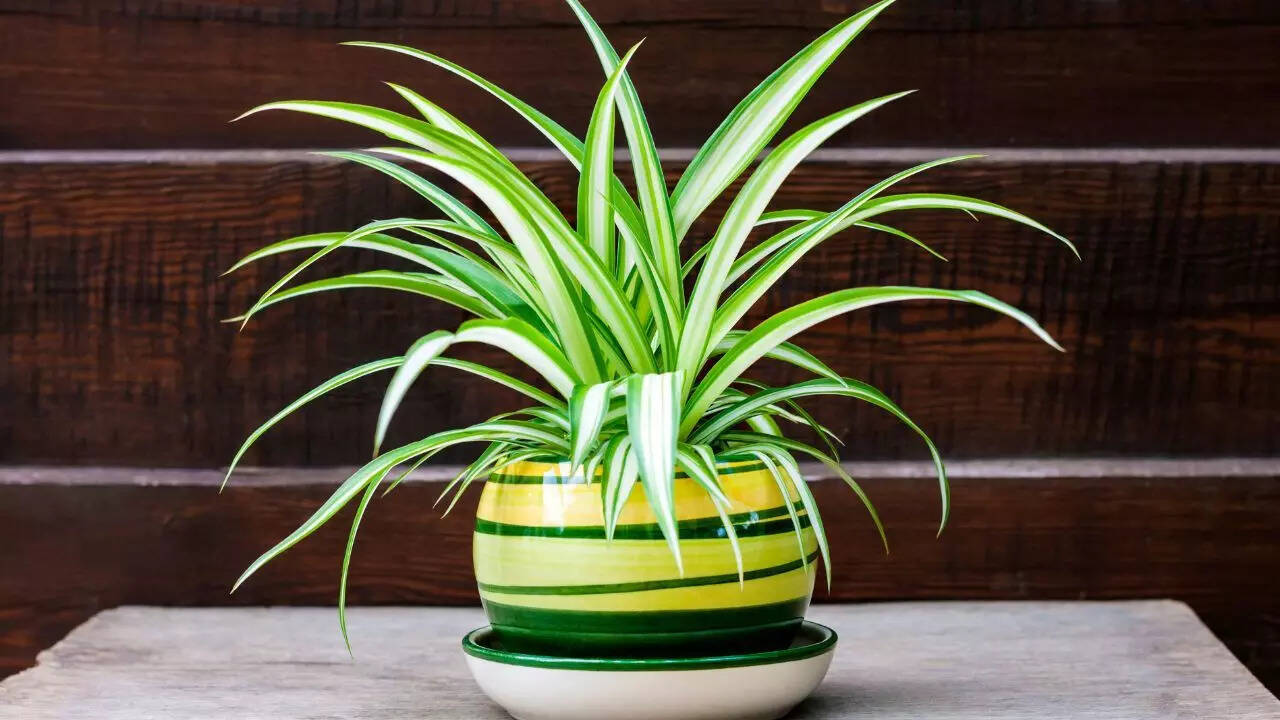 Spider Plant