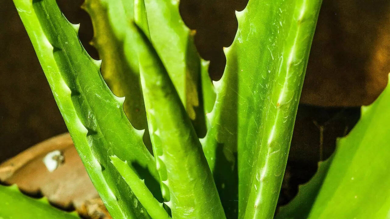 Aloe vera