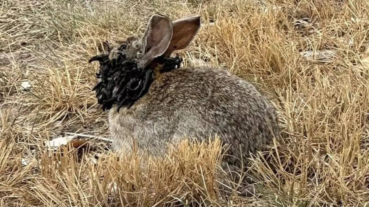 This is a disease called cottontail papilloma virus (CRPV)