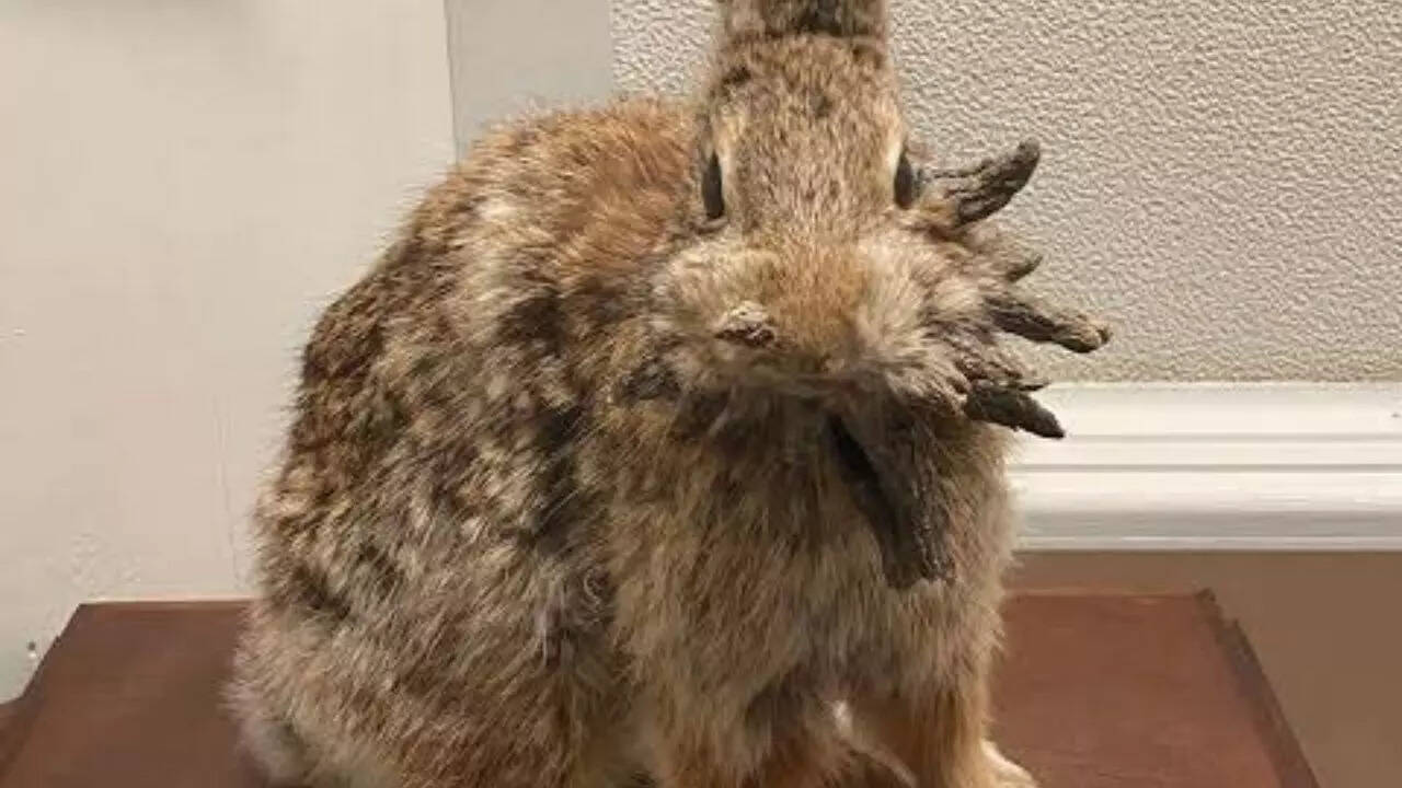 Wildlife experts have warned people to stay away