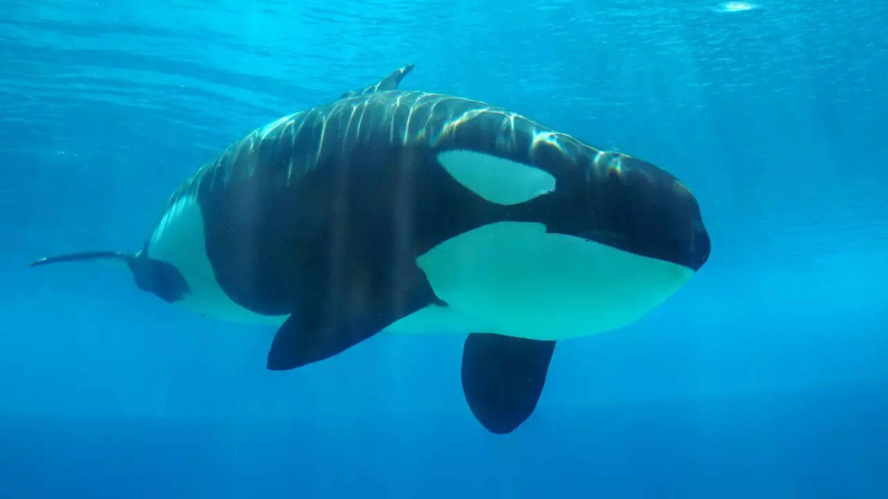 Kiska: Canada’s last captive orca and the world’s loneliest whale