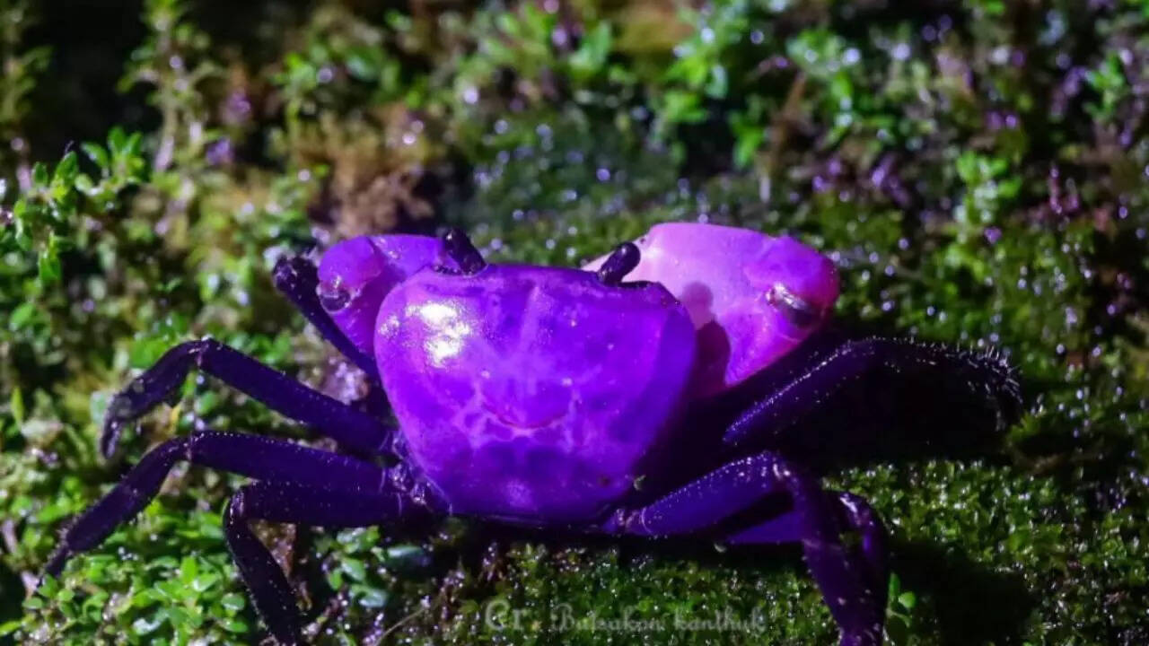 Rare purple crab highlighting Thailand’s nature and culture