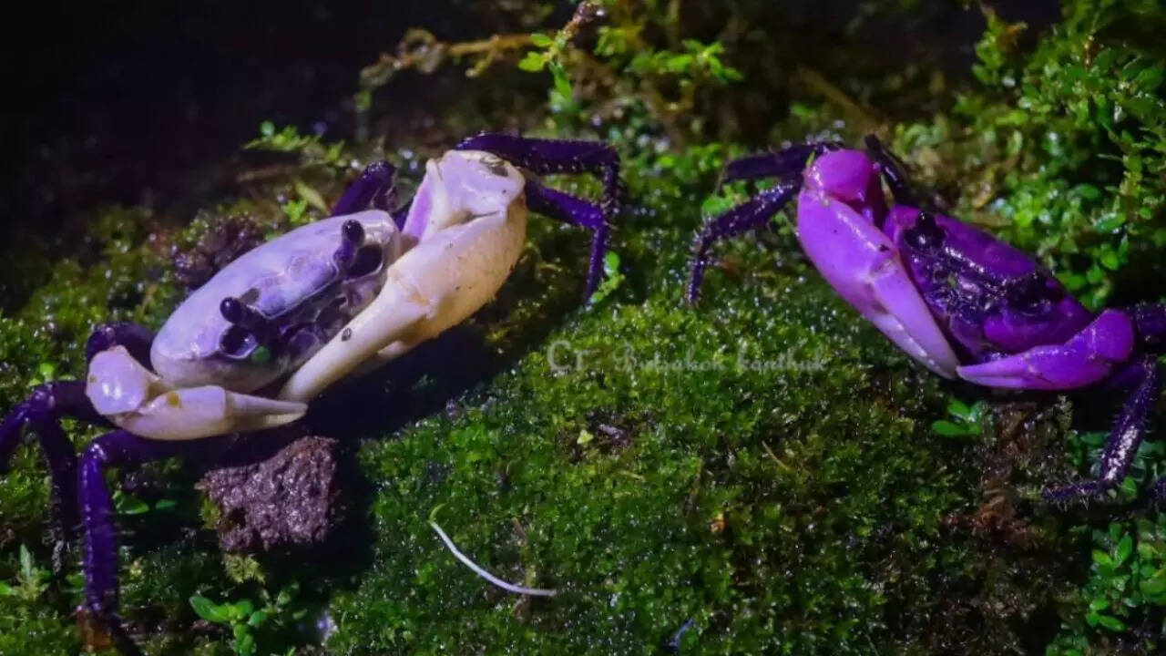 Rare purple crab highlighting Thailand’s nature and culture