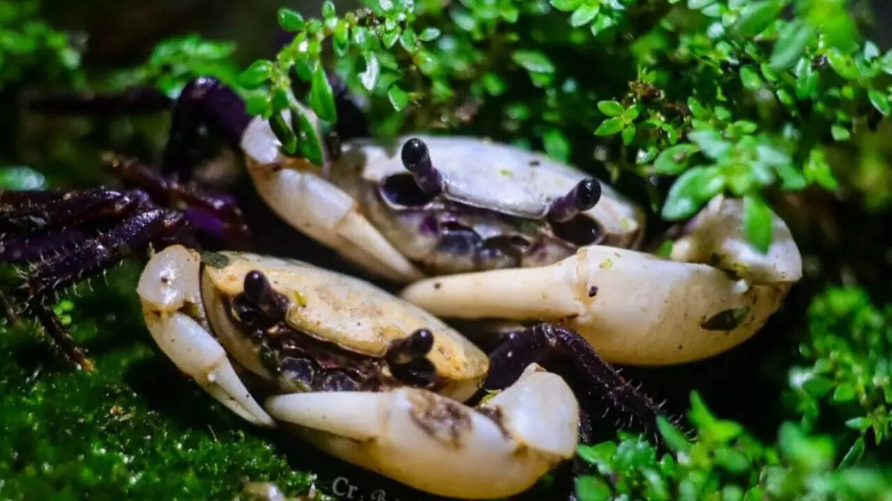 Rare purple crab highlighting Thailand’s nature and culture
