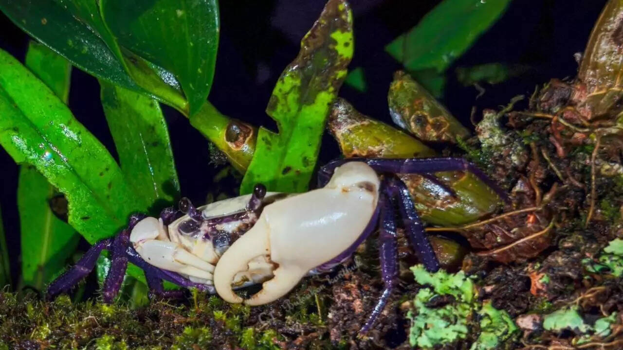 Rare purple crab highlighting Thailand’s nature and culture