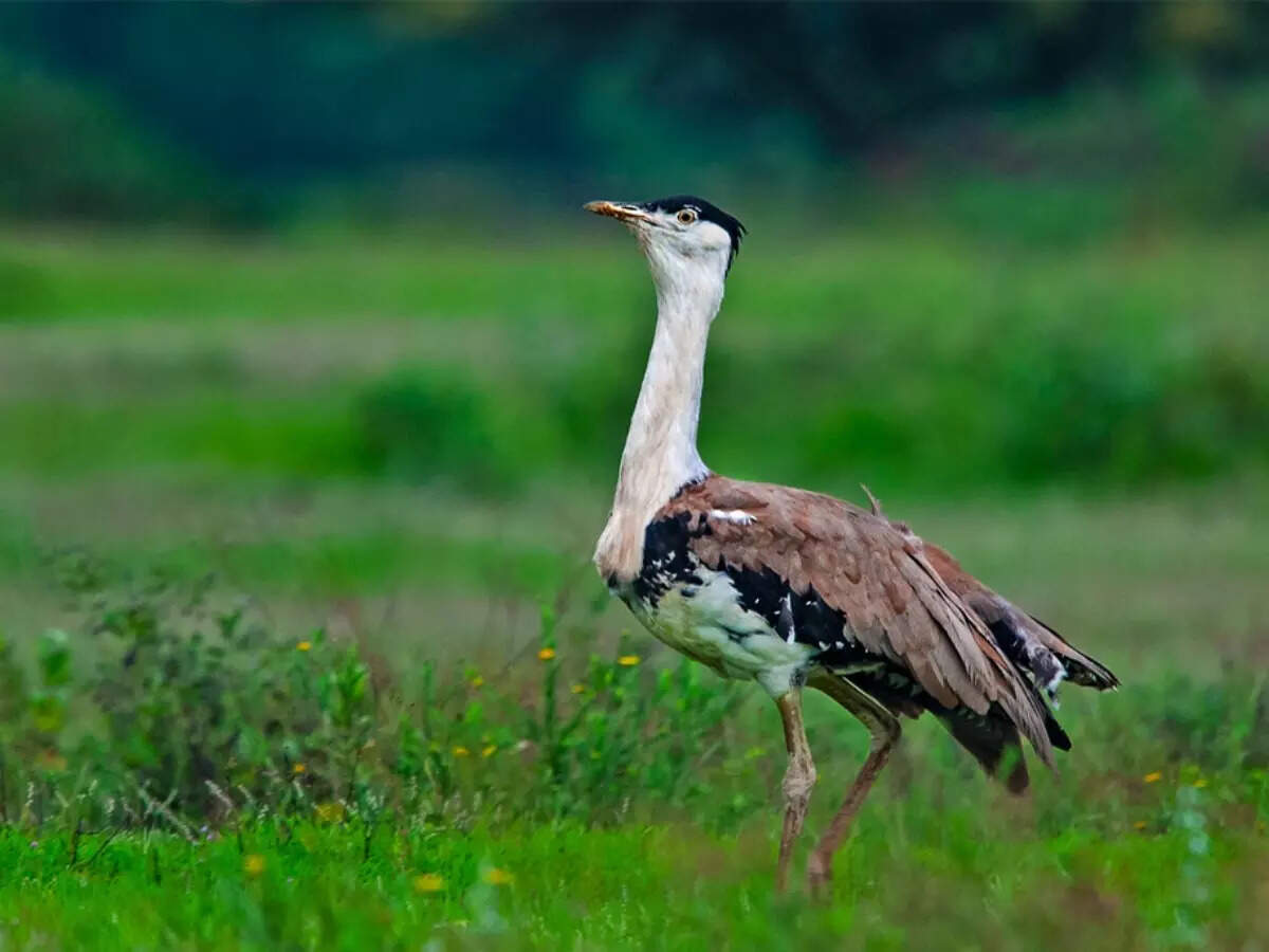 பிரதிநிதி படம்
