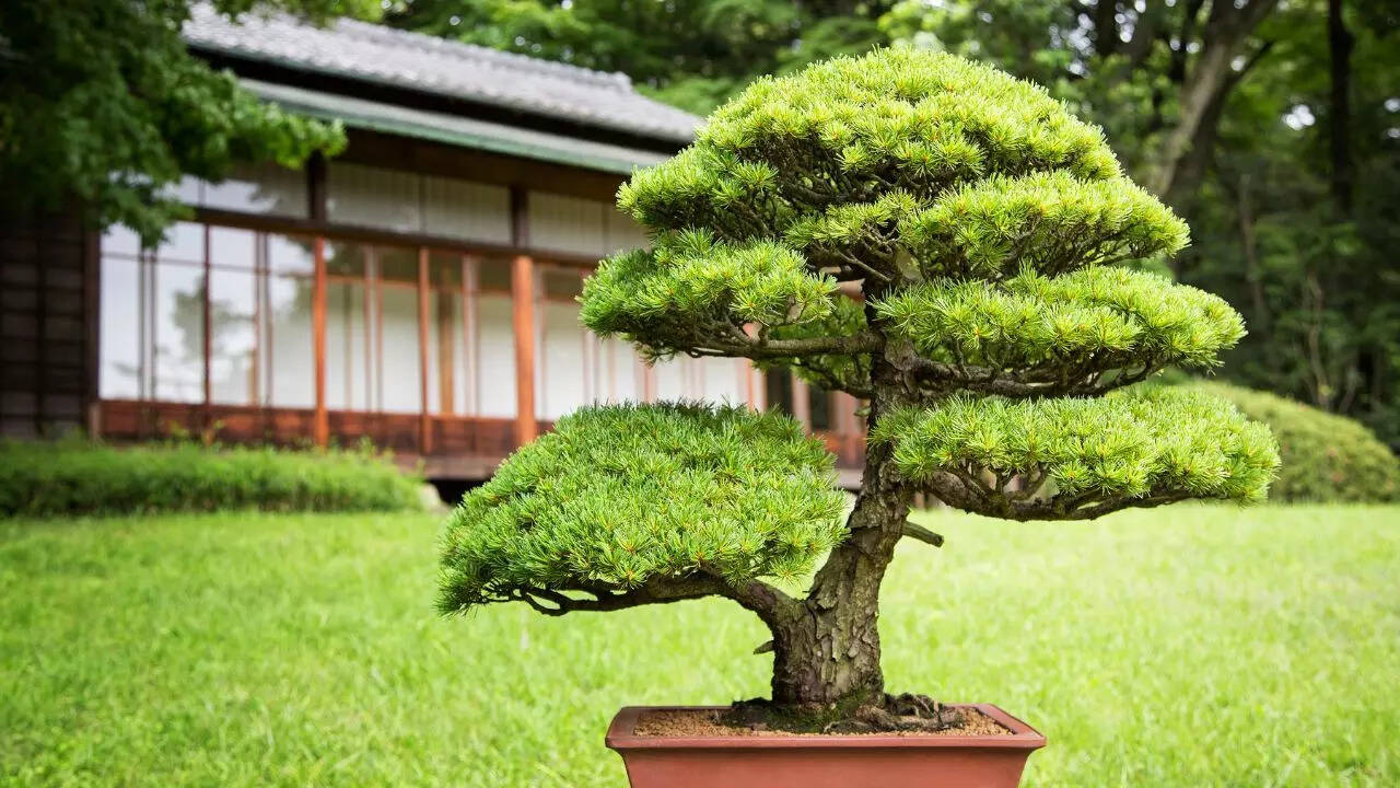 Bonsai plant