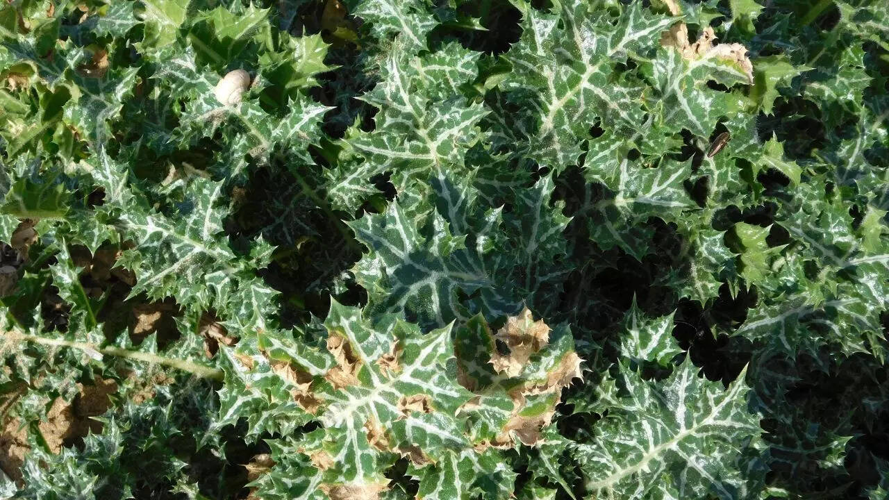Thorny plants and shrubs