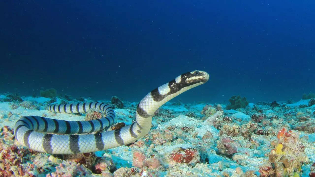 Blue-lipped sea krait