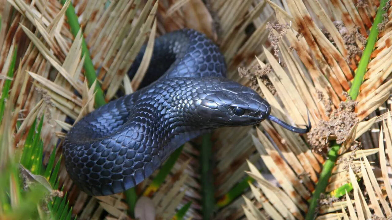 Eastern indigo snake