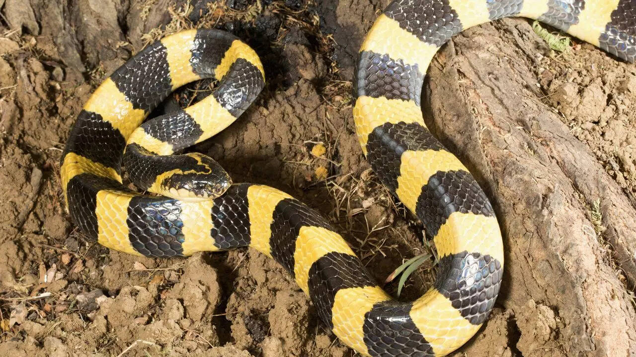 Common krait