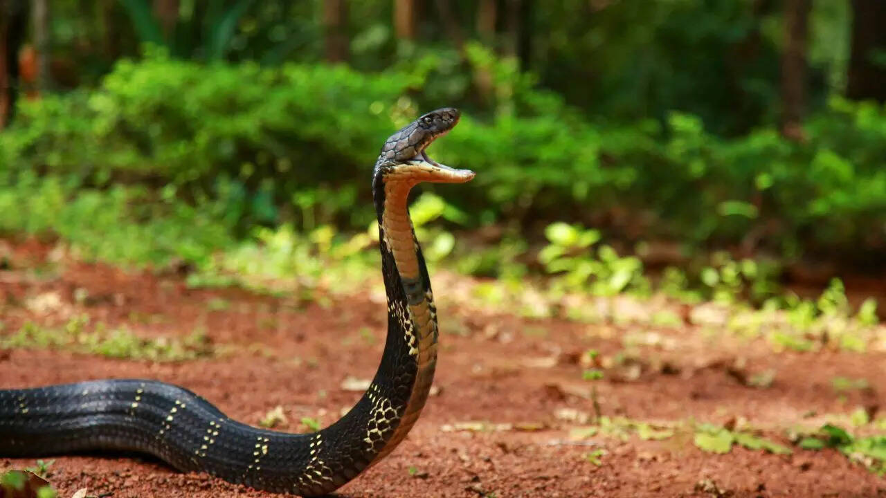 Indian cobra