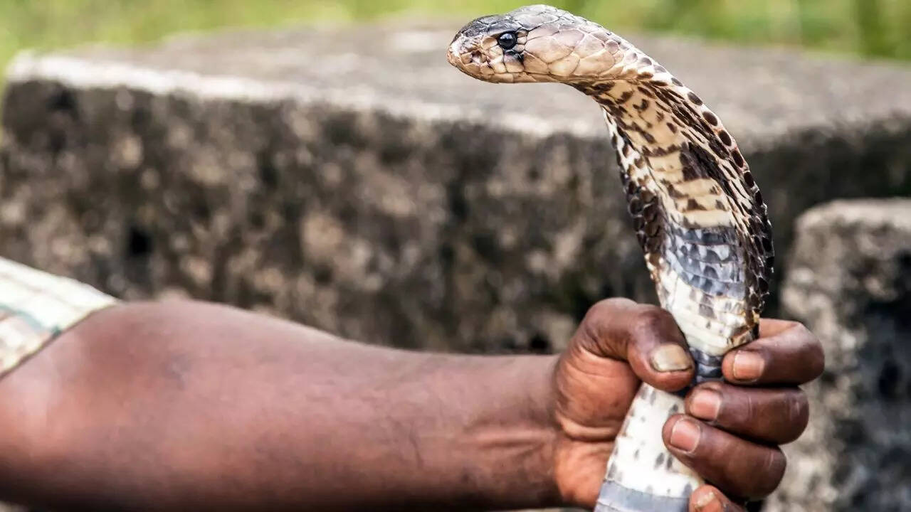 Do not attempt to capture the snake