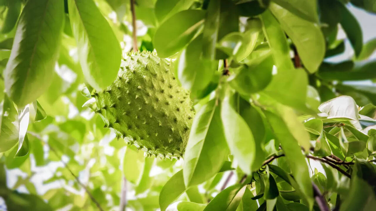 soursop