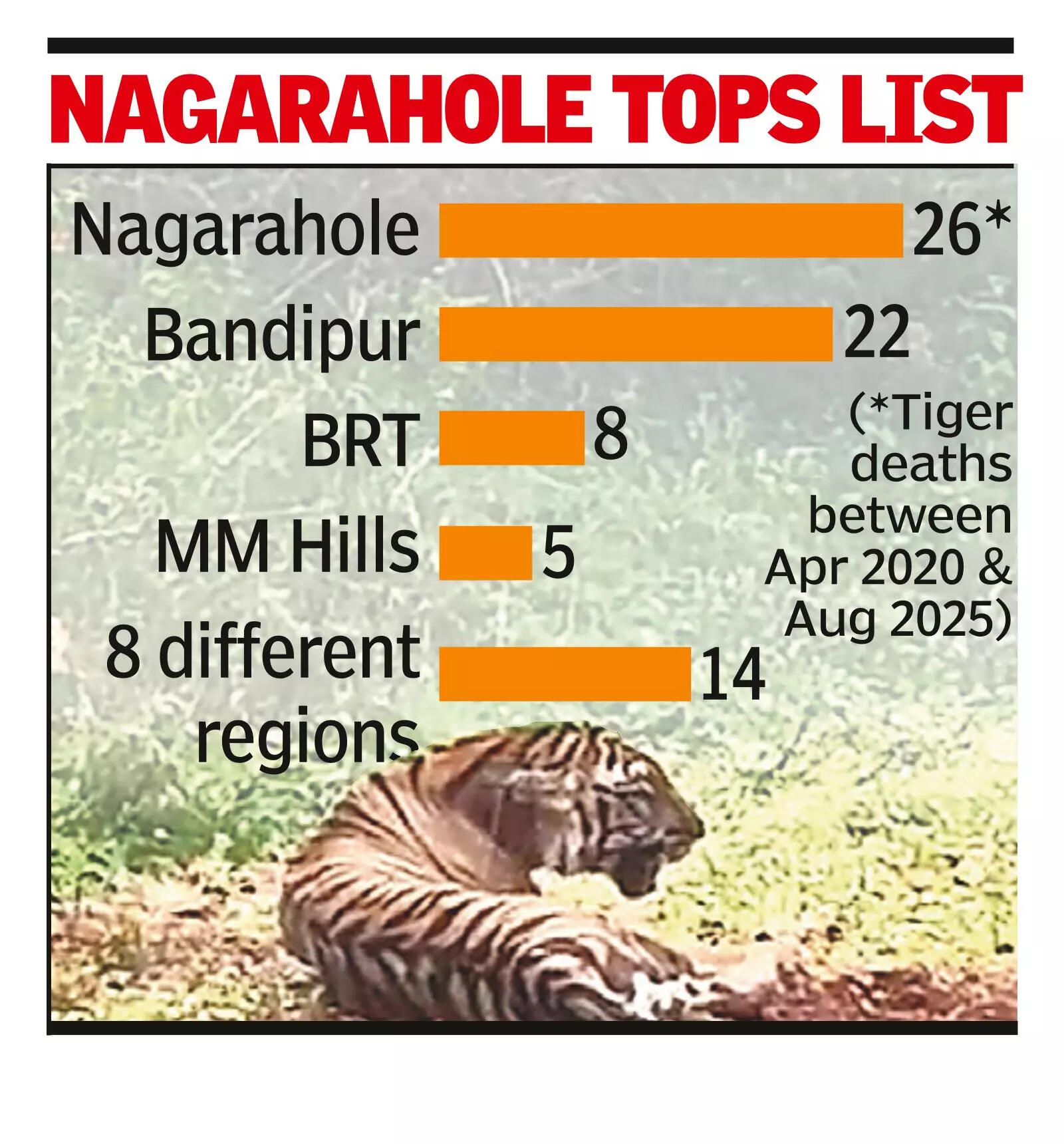 Karnataka lost 75 tigers in 5 years; 13 died of unnatural causes, one in accident | Bengaluru News 2 -