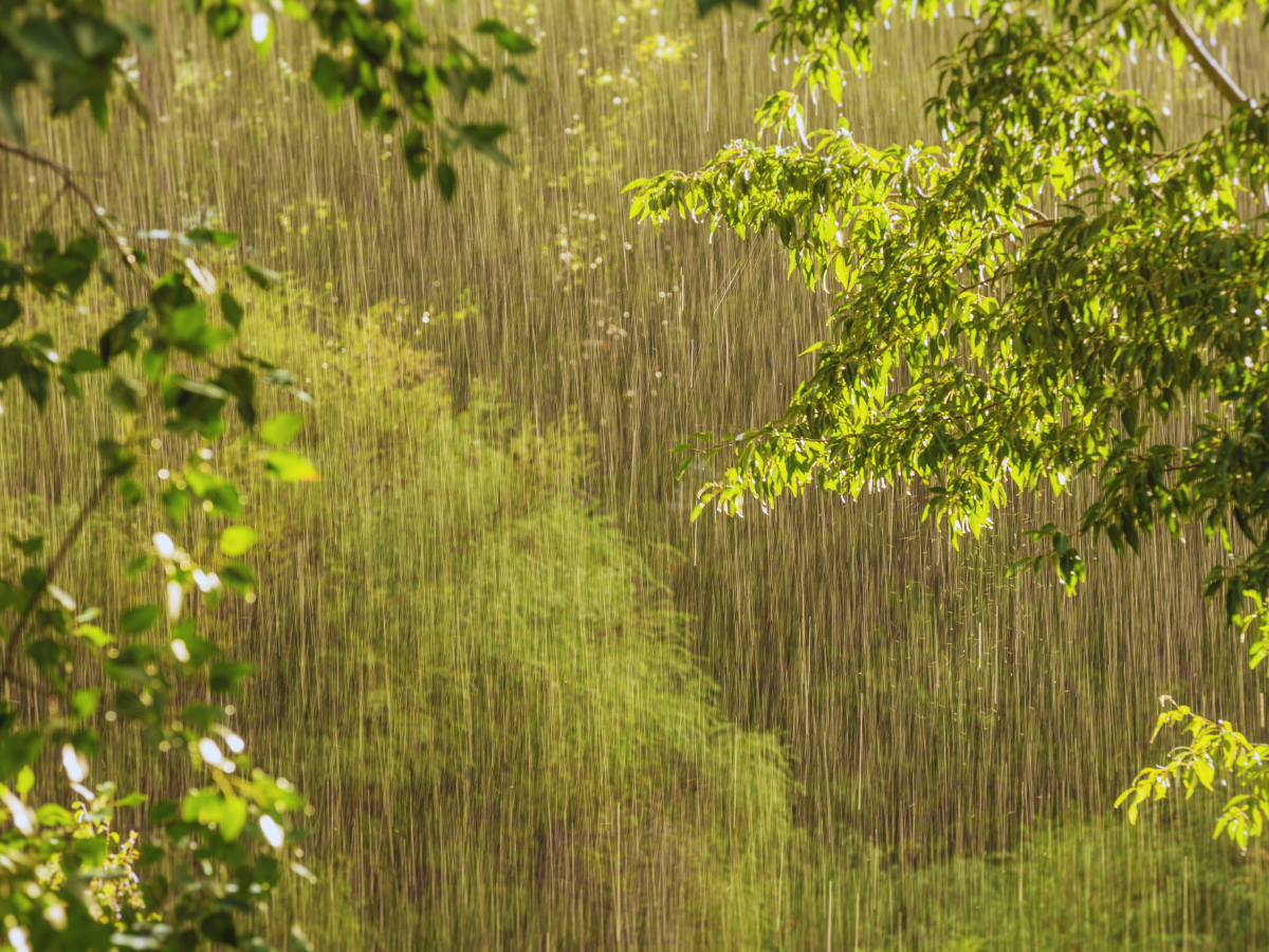 rain