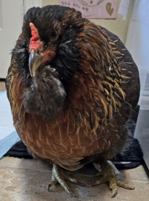 Pearl (Photo: Guinness World Records)