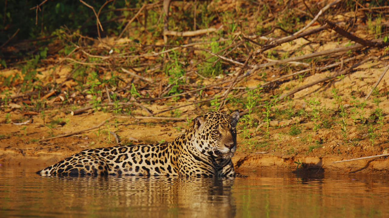jaguar