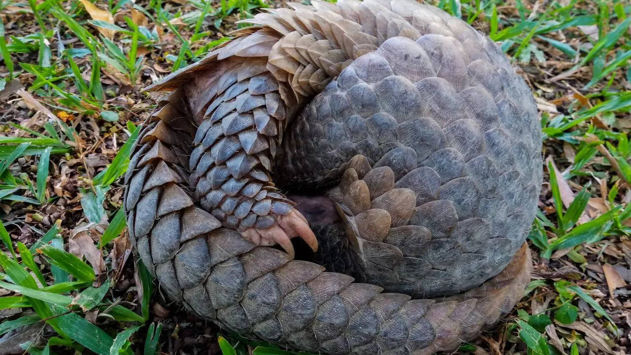 Pangolin