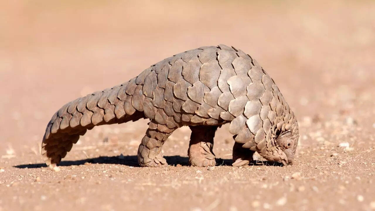 Pangolin