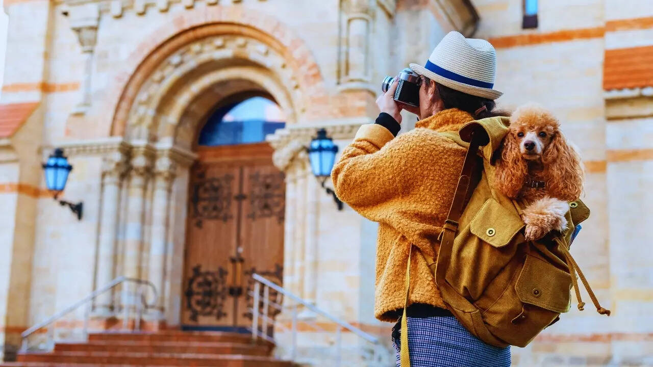 Research pet-friendly destinations and accommodations
