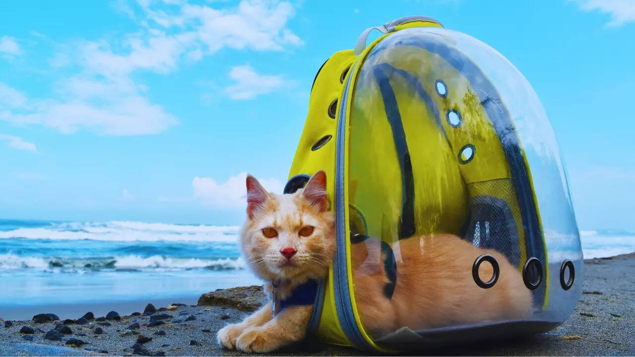 Plan for your pet’s comfort and safety during transit
