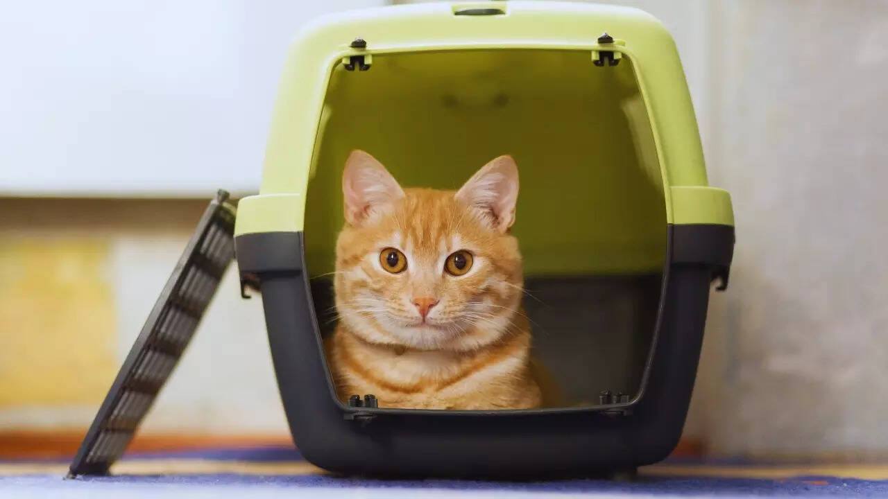 Prepare for your pet’s behavior and stress
