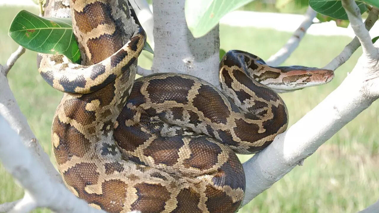 Indian rock python