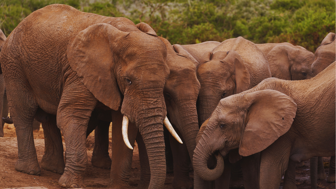 Elephant Park