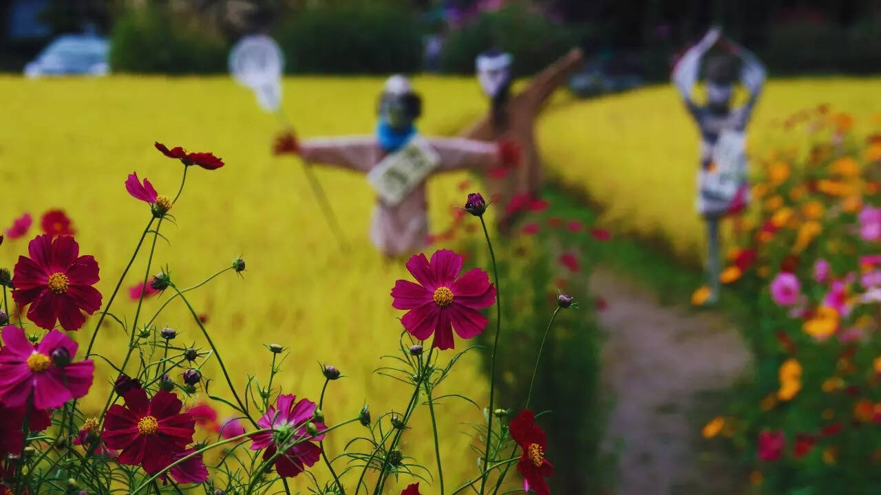 Scarecrows in Japan