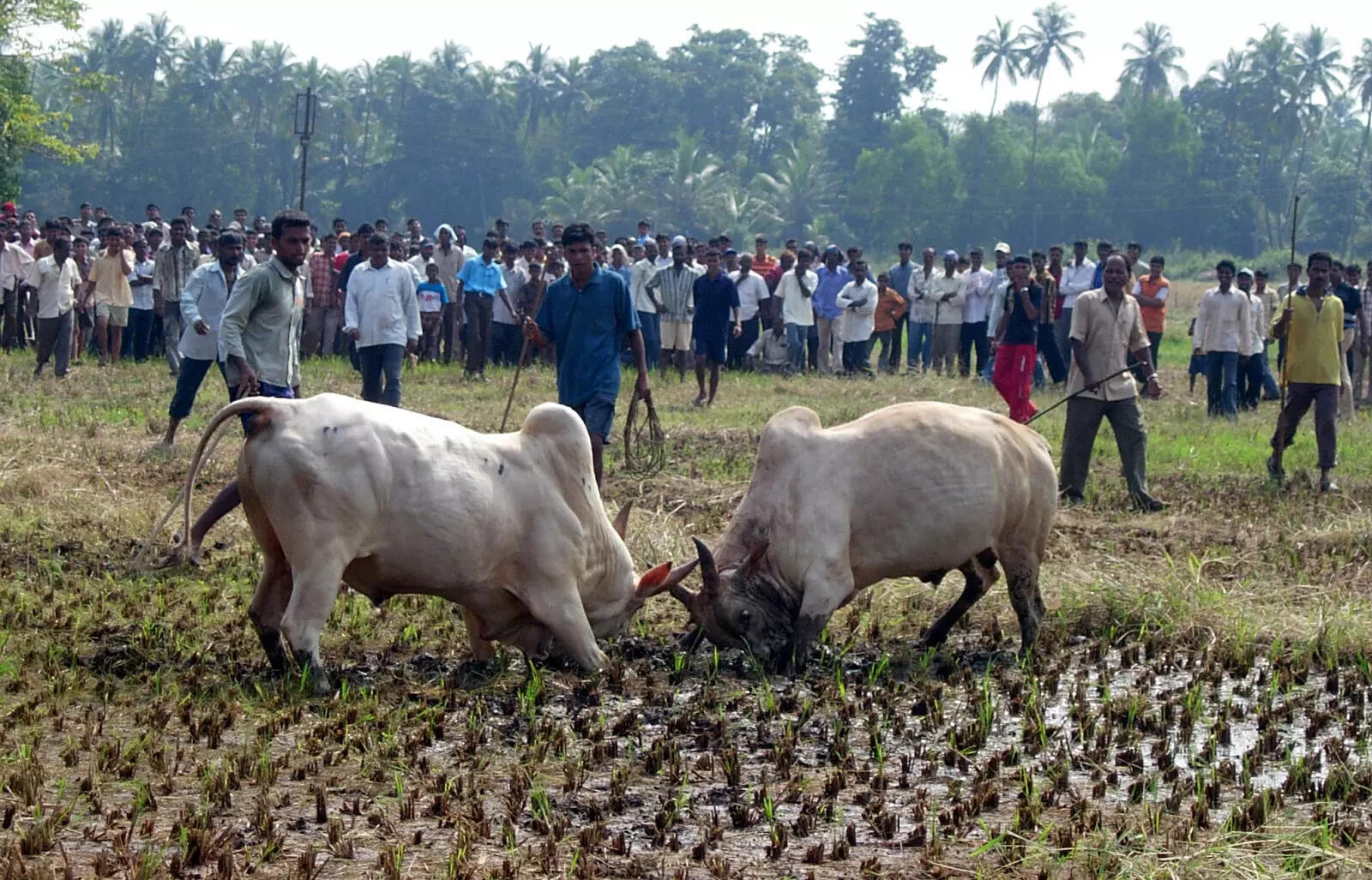 BULL_FIGHT_dhirio-bullfight