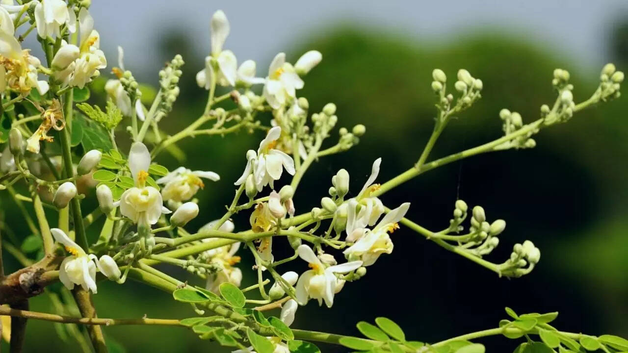 Scientific evidence supporting moringa's antidiabetic properties