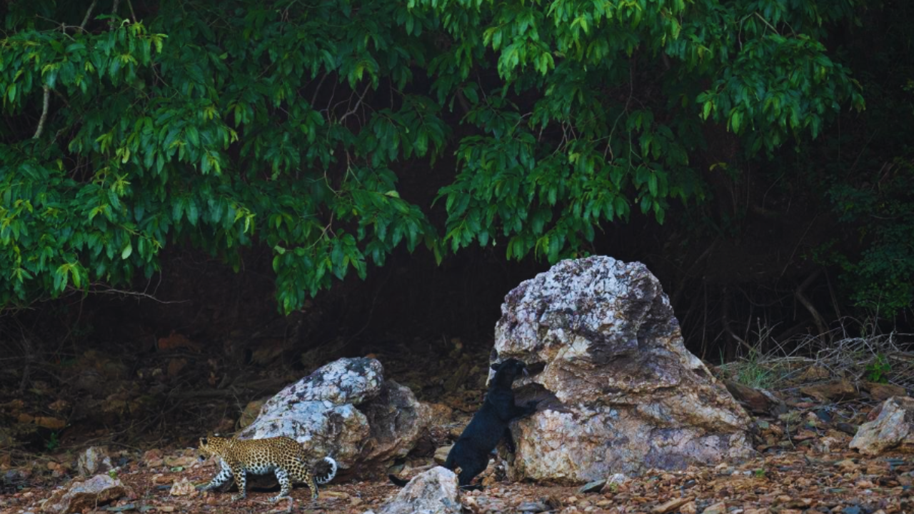 A black panther cub that was spotted in Bhadra Tiger Reserve.