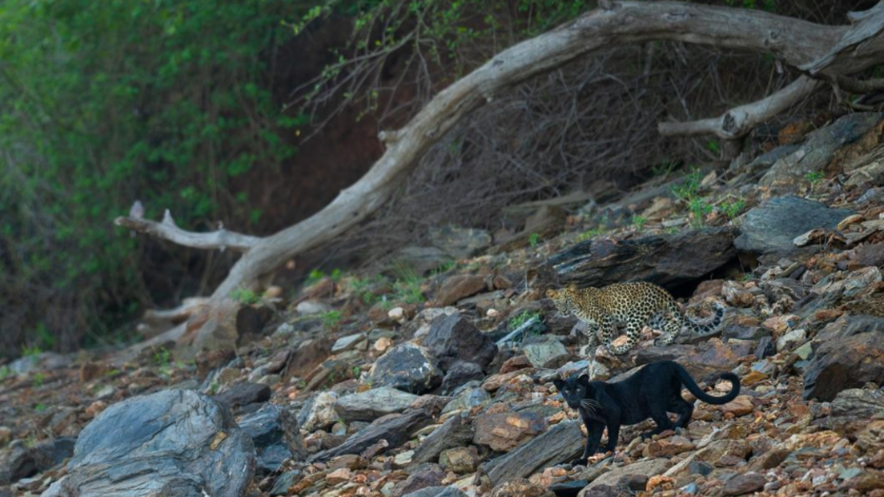 A black panther cub that was spotted in Bhadra Tiger Reserve