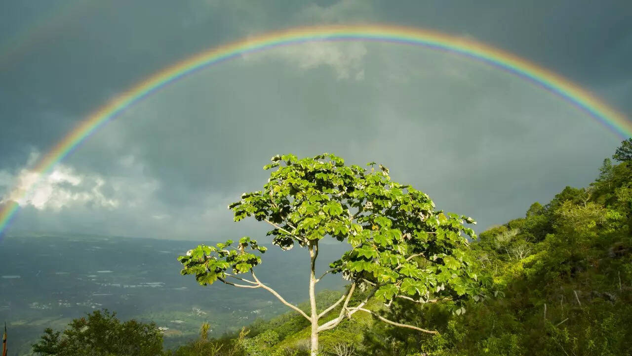 Rainbow - Representative (Via Canva)