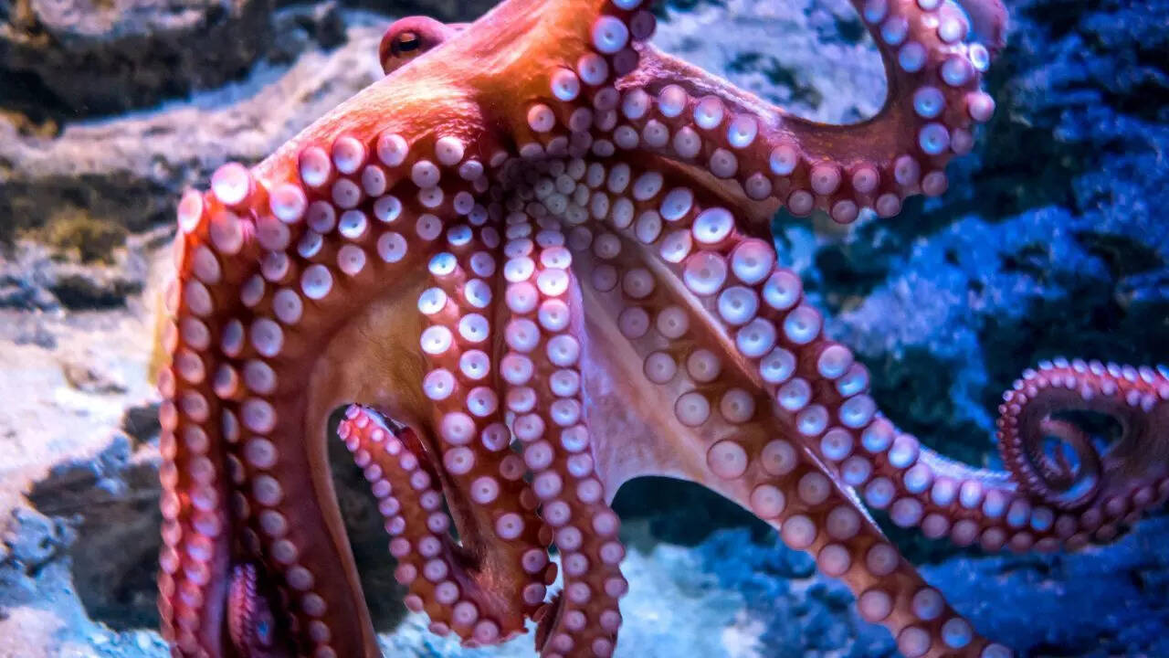 Giant Pacific octopus