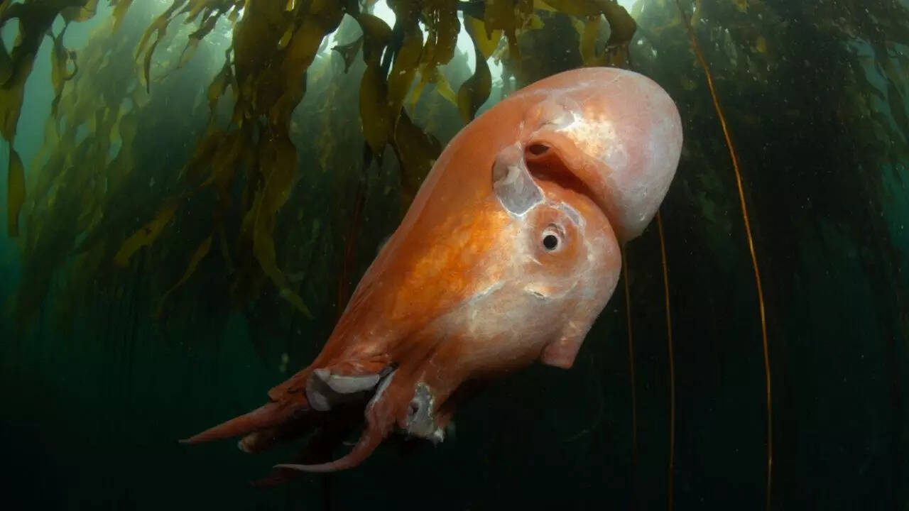 Seven-arm octopus
