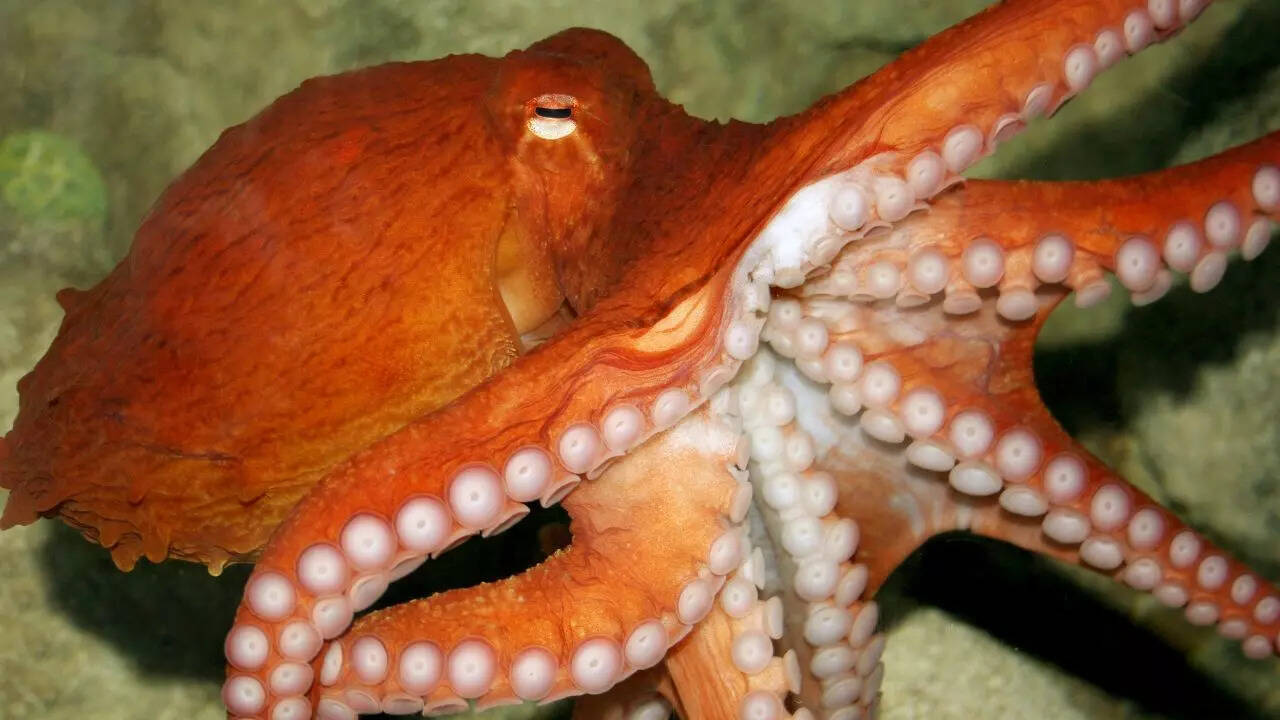 Southern red octopus