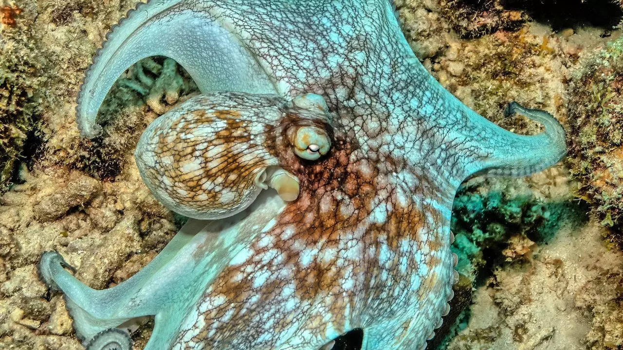 Caribbean reef octopus