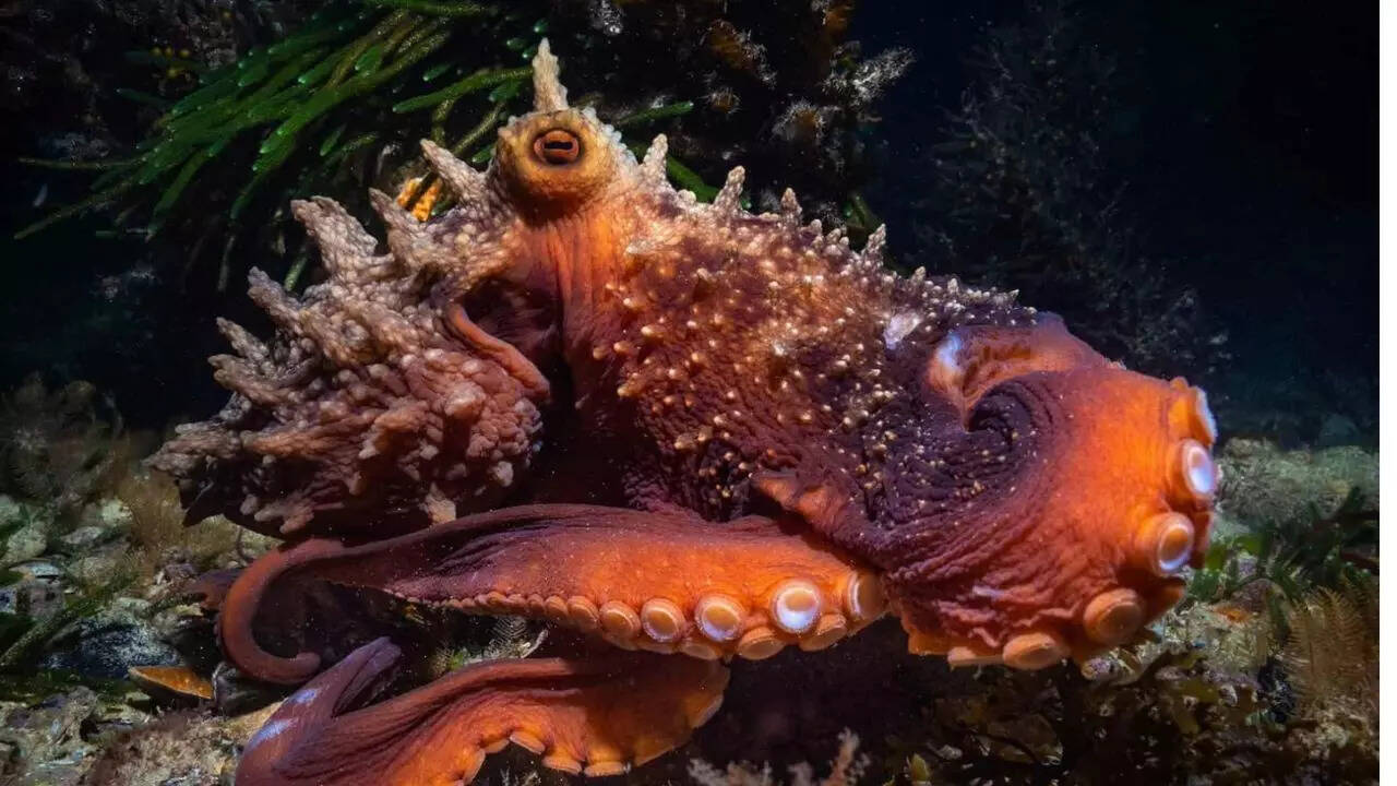 Maori octopus