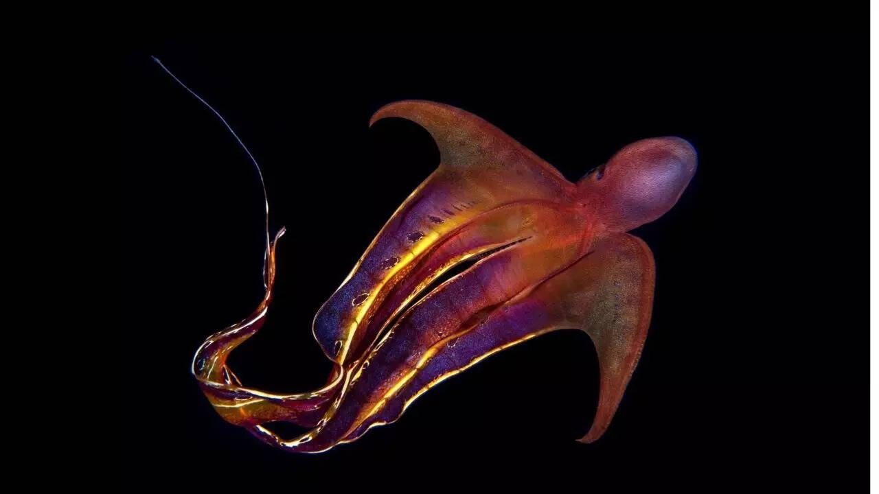 Blanket octopus