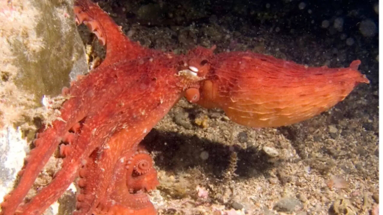 Frilled giant Pacific octopus