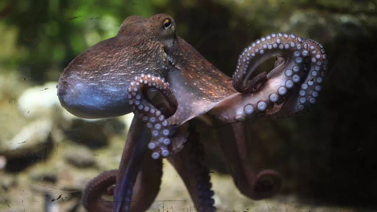 Common octopus